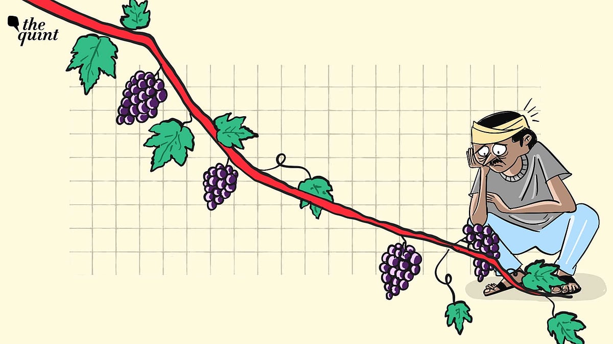 <div class="paragraphs"><p>Grapes are among the first crops to feel the heat of climate change due to their delicate nature.</p></div>