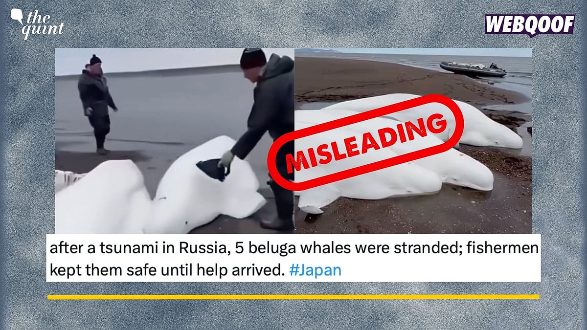<div class="paragraphs"><p>Fact-Check: A video of Kamchatka fishermen rescuing stranded beluga whales is being falsely linked to the recent earthquake near Russia.</p></div>