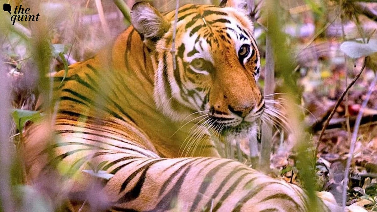<div class="paragraphs"><p>The unnatural deaths of 4 tiger cubs, several&nbsp;bonnet macaques, and peacocks in parts of Karnataka have sparked concerns of wildlife poisoning.</p></div>
