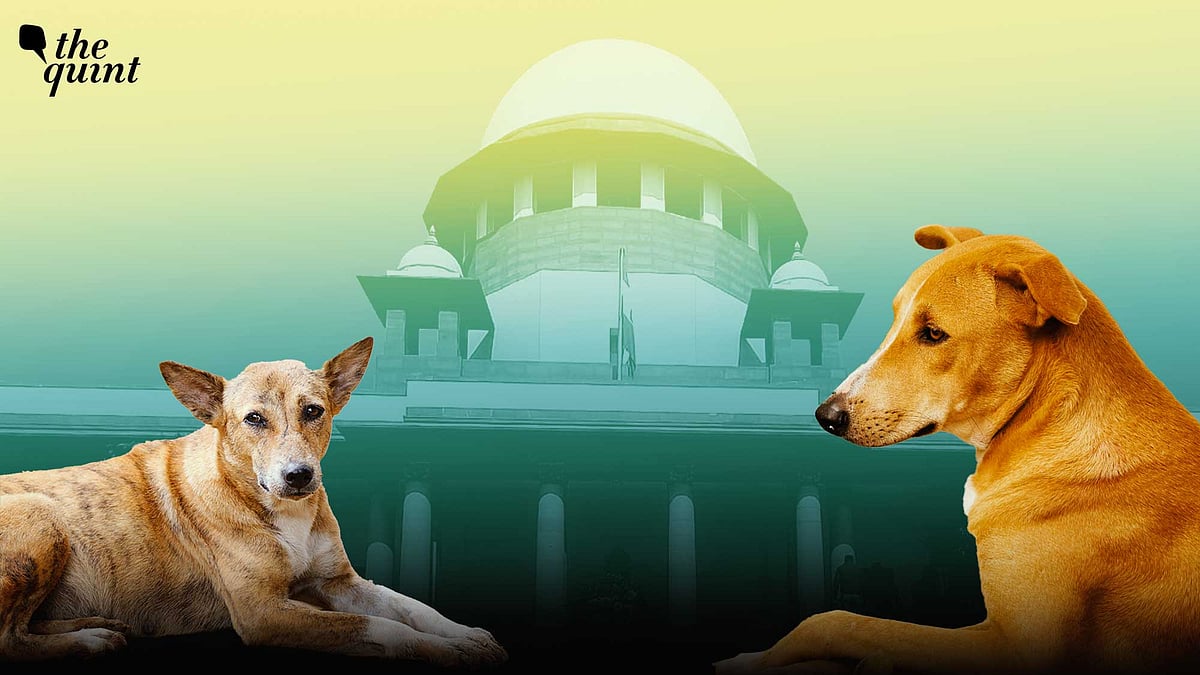 <div class="paragraphs"><p>The relocation of lakhs of street dogs into hurriedly arranged shelters, without trained staff, poor medical facilities and hygiene and the recurring shortage of food due to routine delays will put it in brink of extinction in few years.</p></div><div class="paragraphs"><p></p></div>