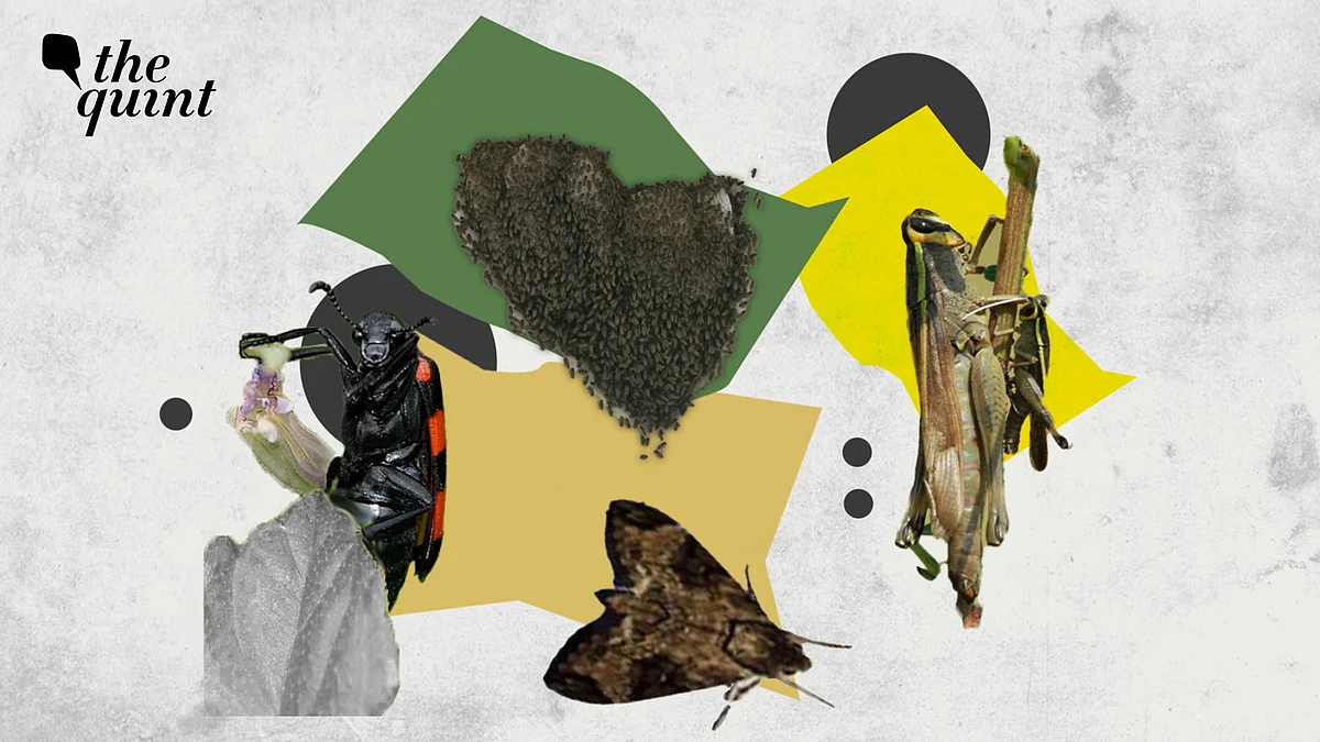 The Butterfly Effect in Delhi: How Climate Change is Silencing Insects