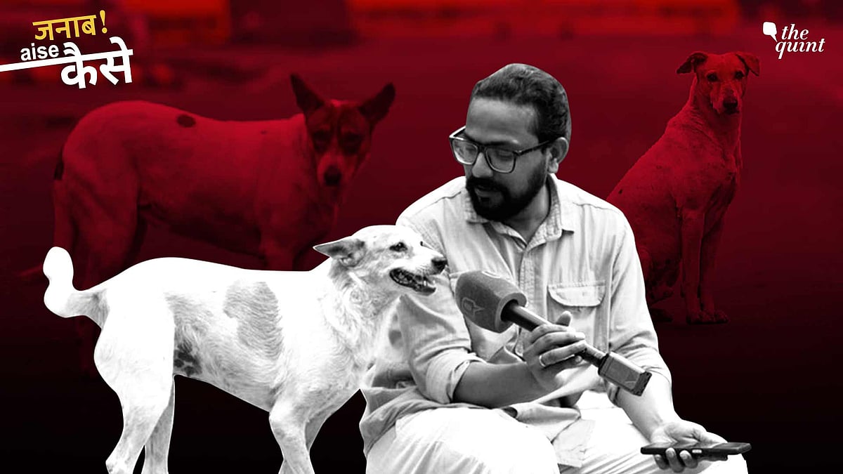 <div class="paragraphs"><p>Ground Report: While the Supreme Court has mandated that all stray dogs in the Delhi region permanently be shifted to shelters, Delhi's infrastructure reality raises questions on the future of these voiceless animals. We visited stakeholders on ground to understand and voice the chaos and gaps.&nbsp;</p></div>