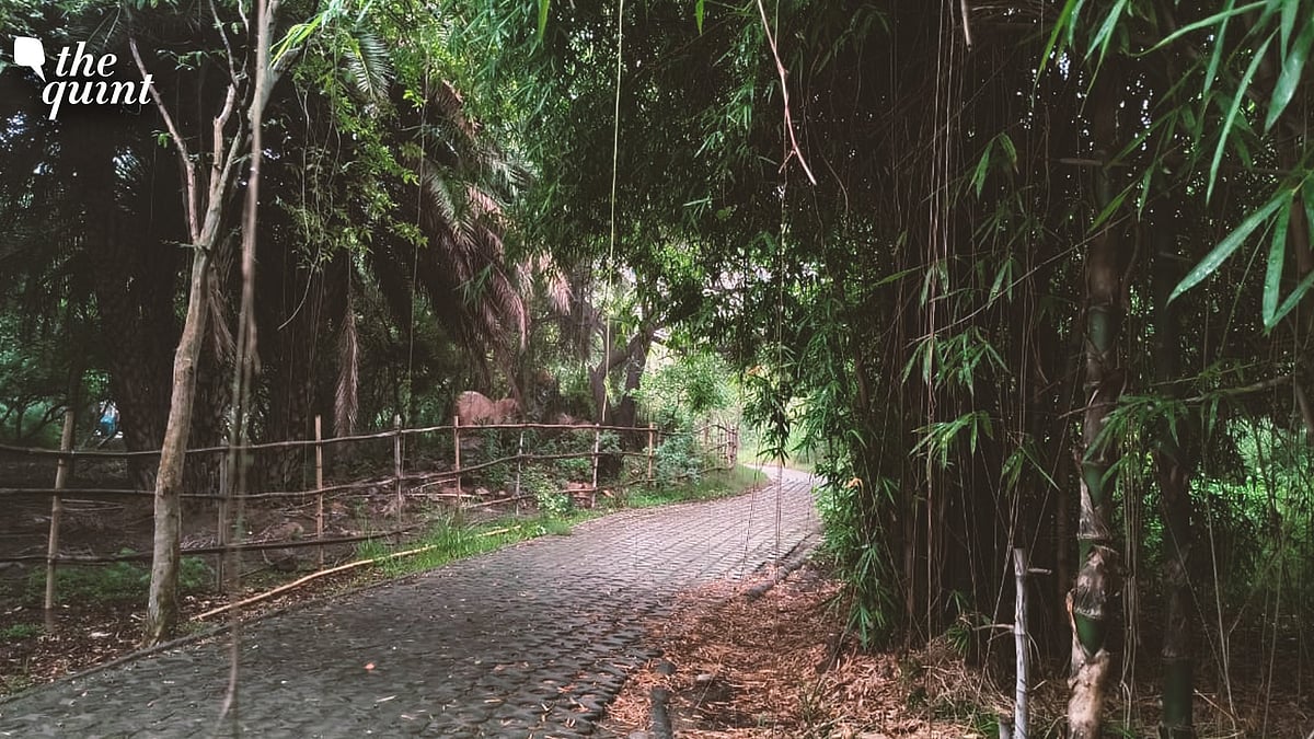 <div class="paragraphs"><p>A walking tour of the Yamuna Biodiversity Park</p></div>