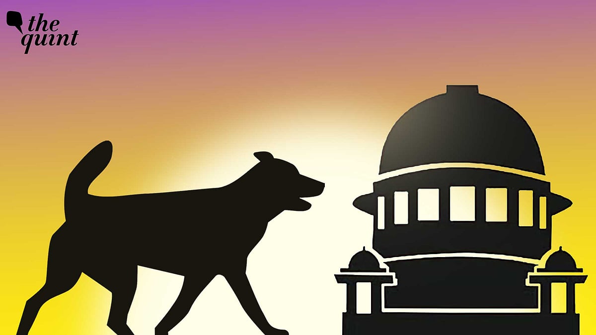 <div class="paragraphs"><p>The Supreme Court's order is being celebrated as a win for animal lovers, but the responsibility of enforcing it humanely and effectively now lies with municipal authorities.</p></div><div class="paragraphs"><p></p></div>