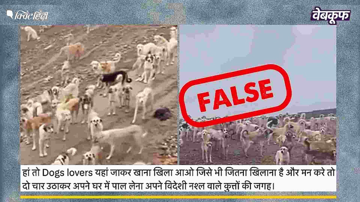 <div class="paragraphs"><p>दिल्ली में बने डॉग शेल्टर का बताया जा रहा है ये वीडियो</p></div>