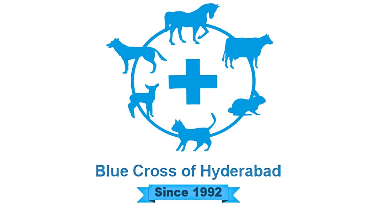 <div class="paragraphs"><p>Stray dogs care and responsibilities </p></div>