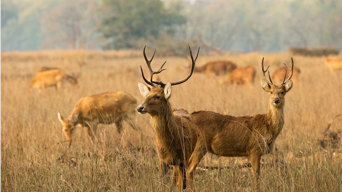 <div class="paragraphs"><p>A shot from Kanha National Park</p></div>