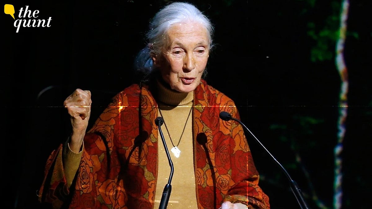 <div class="paragraphs"><p>Primatologist Jane Goodall died on 1 October at the age of 91.</p></div>