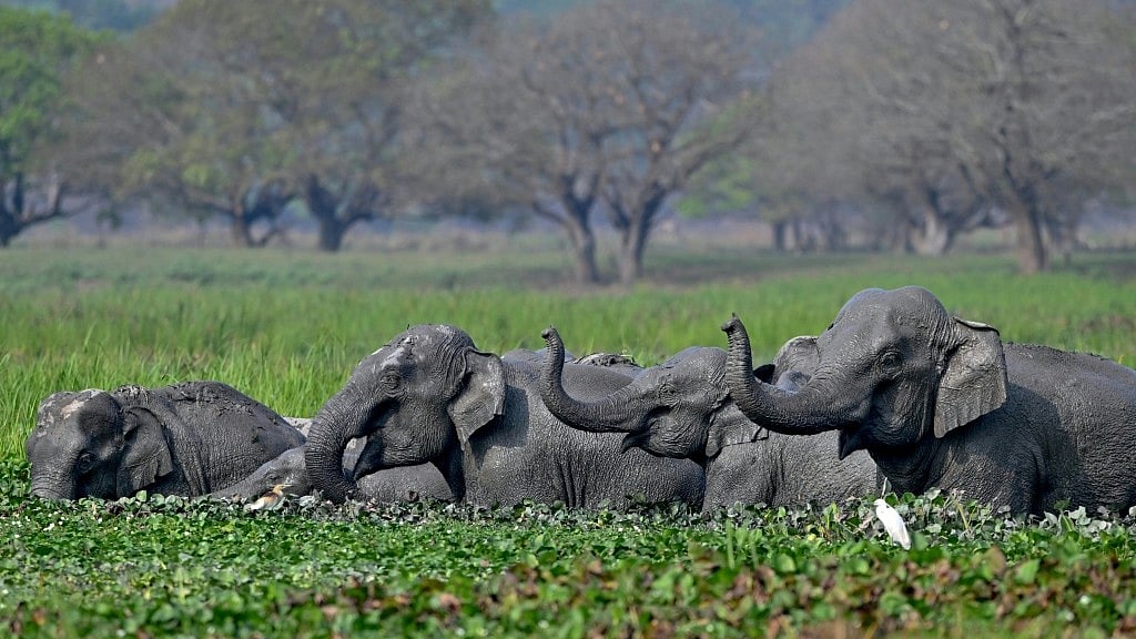 Elephant Population in India Dips 25% Amid Habitat Loss, Human-Wildlife Conflict