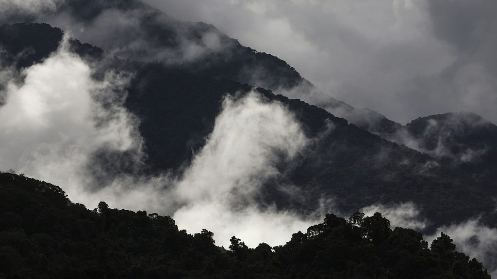 <div class="paragraphs"><p>Rainforests in Australia's northern tropics are no longer acting as net carbon sinks, according to new research.</p></div>