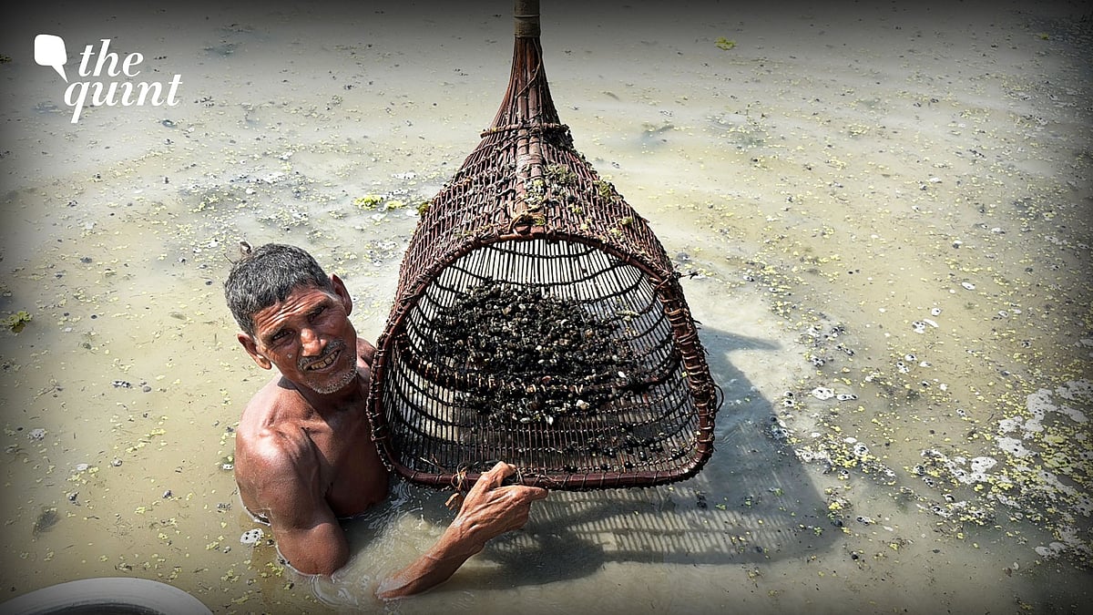 <div class="paragraphs"><p>They call it a superfood. But for those who harvest it, it’s survival. In this episode of Janab Aise Kaise, we go into looking at how mud-caked seed turns into glossy white makhana and the real cost of behind the shine.&nbsp;</p></div>