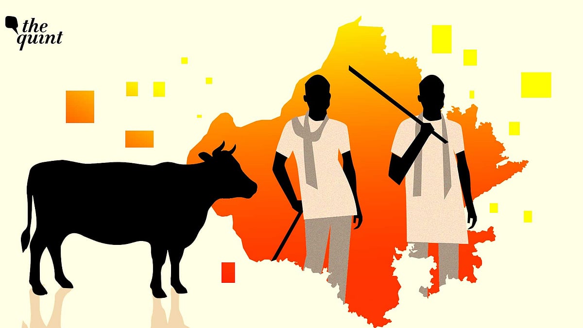 <div class="paragraphs"><p>Cow protection squads have been around in Rajasthan since 1970s.</p></div>