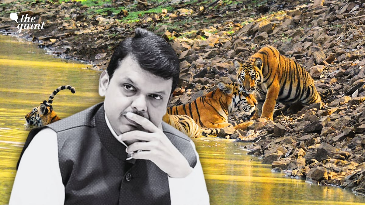 <div class="paragraphs"><p>Maharashtra: Devendra Fadnavis Clears Iron Ore Mining Project in Tadoba Tiger Corridor Despite State Wildlife Panel Warning of Forest and Tiger Habitat Loss</p></div>