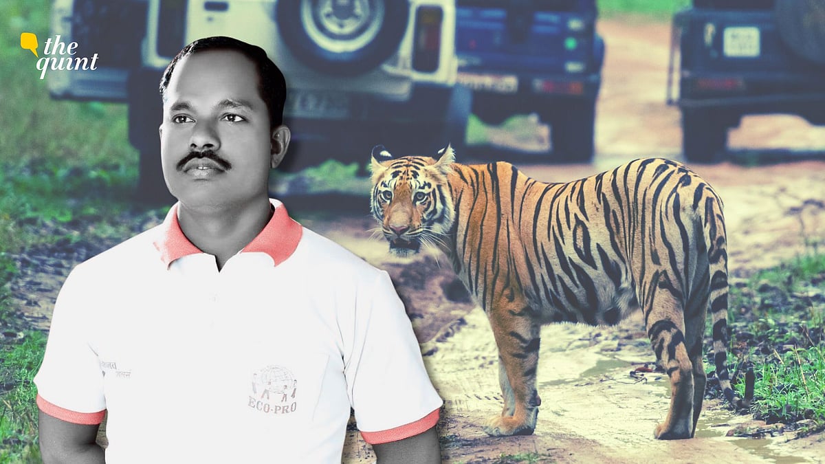 <div class="paragraphs"><p>'Is There No Iron Left in the World For Us to Now Blast a Tiger Corridor for Mining?'</p></div>