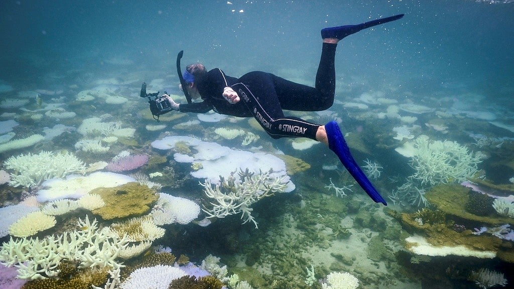 Half the Planet's Coral Reefs Bleached in Record Three-Year Heatwave: Study