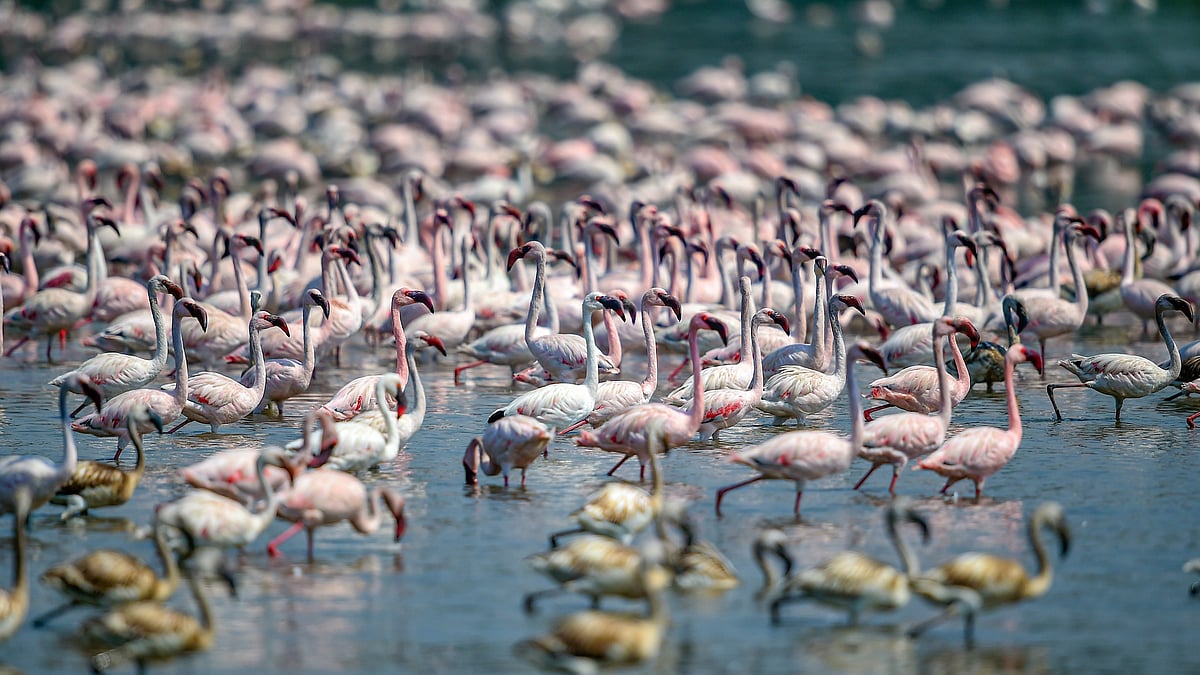 <div class="paragraphs"><p>Mumbai: Flock of flamingos on a wetland, in Seawoods area of Mumbai, Wednesday, 2 February. World Wetlands Day is celebrated each year on 2nd February to raise awareness about wetlands.</p></div>