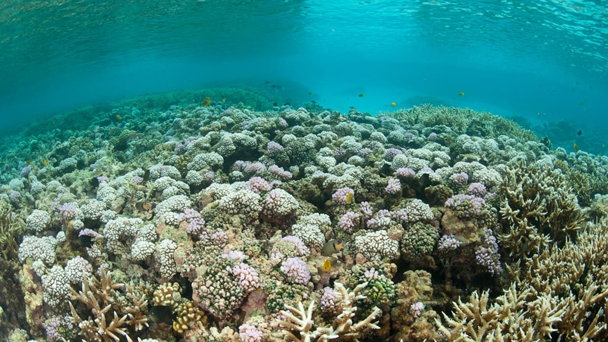 <div class="paragraphs"><p>Coral bleaching in the Great Barrier Reef </p></div>