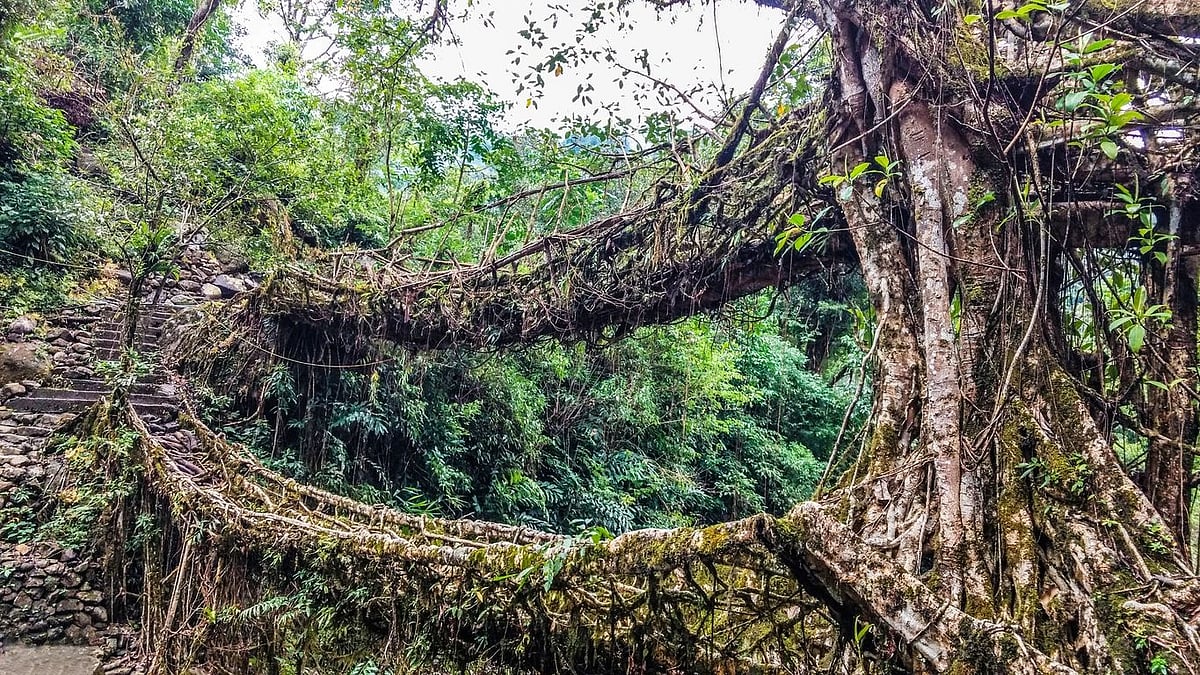 Interwoven in Living Root Bridges Are Tales of Biodiversity & Human ...