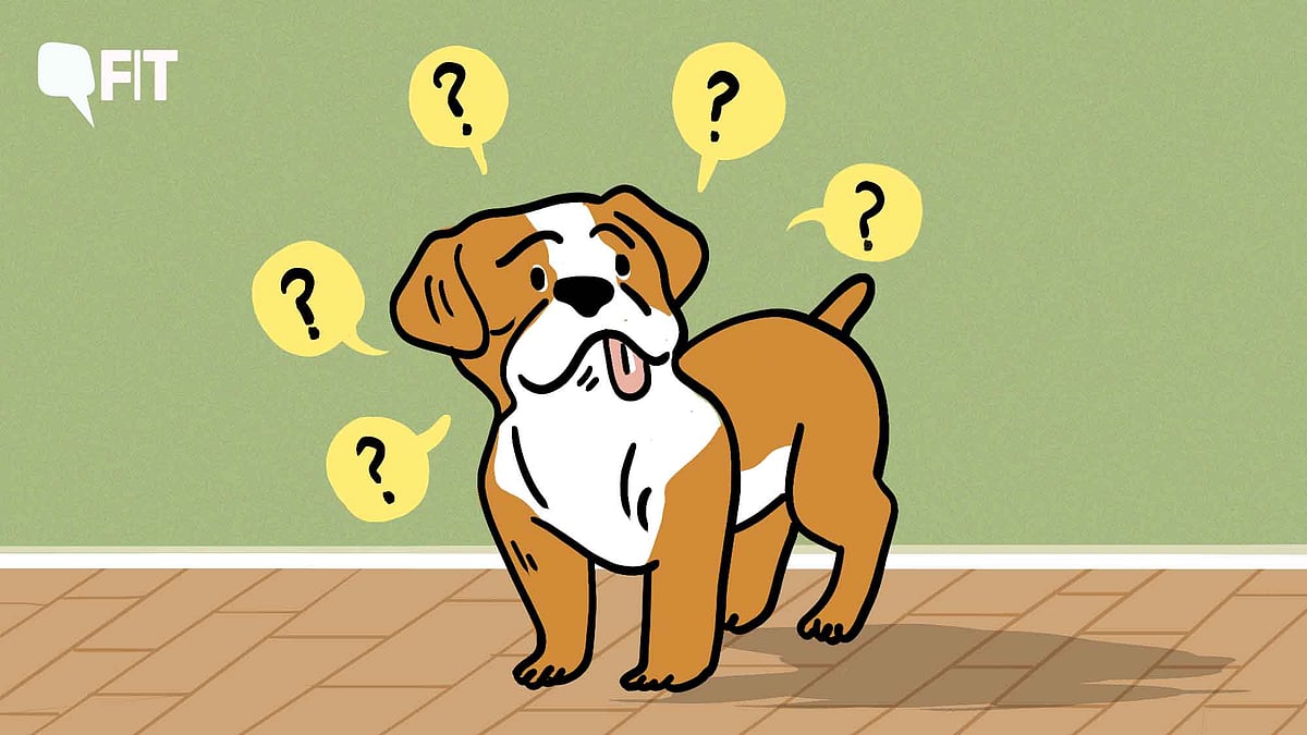 Image showcasing Dementia In Dogs: Signs, Prevention, Caring for Ageing Dogs