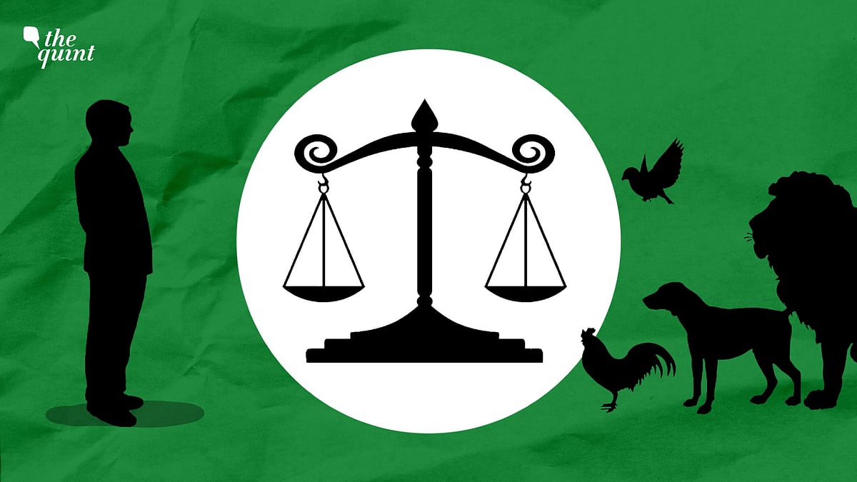 India’s Animal Rights Opportunity: Giving Teeth to Anti-Cruelty Law Is ...