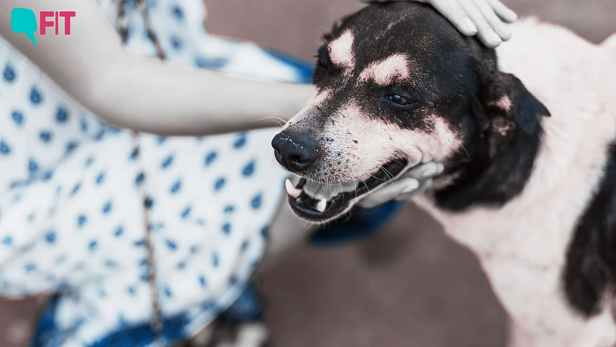 Dog Getting Rabies Rabies FAQ | How Can You Protect Children From Rabies? How Is It Treated?
