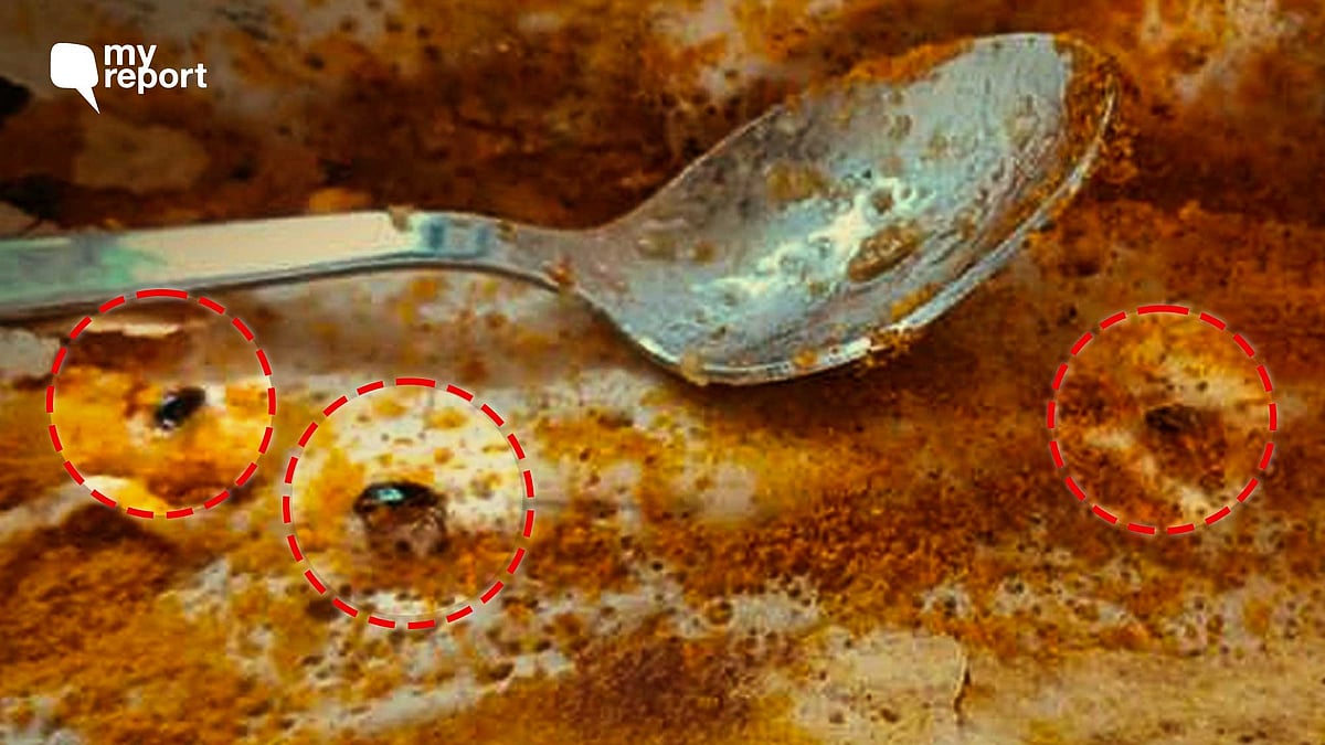 Sousa Insected I Found 8 Dead Cockroaches While Eating Dosa At Madras Coffee House in ...