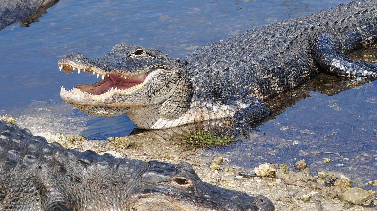 National Alligator Day 2024 Date History, Importance, Celebration