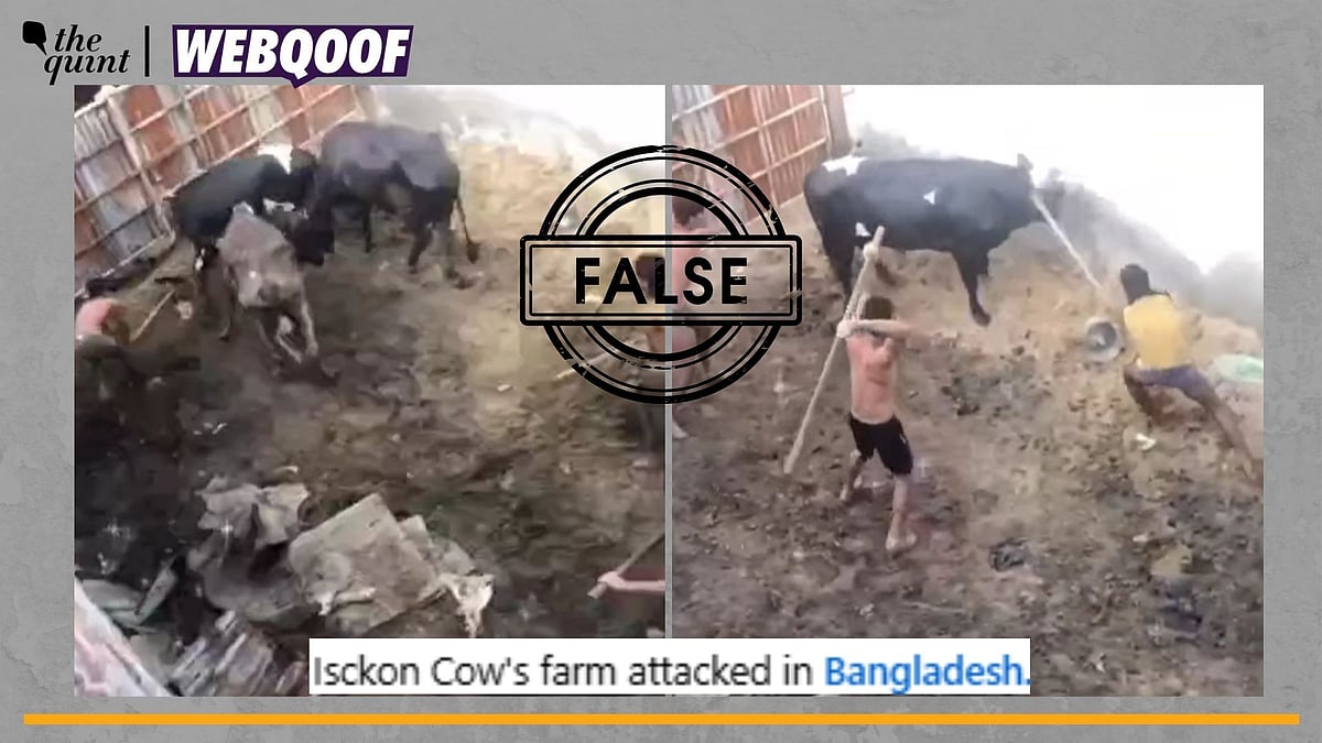 Fact-Check | No, This Video Doesn’t Show Men Brutally Thrashing Cow in ...