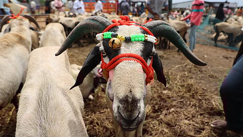 ரெட்டேரி ஆட்டுச் சந்தை