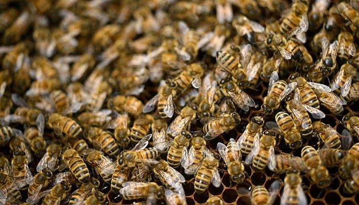 Bee Emergency : டிரக்கில் இருந்து விழுந்த 5 மில்லியன் தேனீக்கள் ...