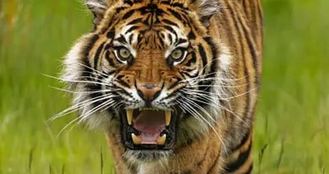 Tiger in rubber estate, Female tapping worker injured after falling while trying to escape