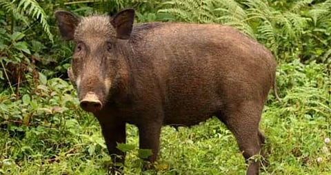 wild boar attack