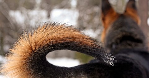 Dog's tail cut off to make Instagram reels