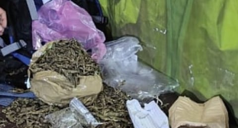 Kalamassery polytechnic college hostel ganja case