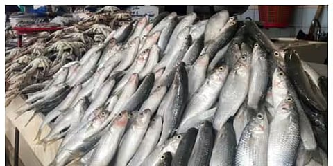 fish