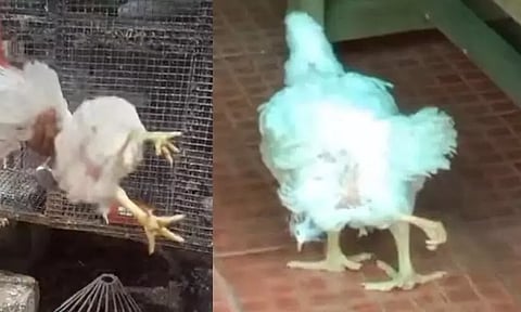 ഇറച്ചിക്കടയിലെ കോഴിക്ക് നാലു കാല്; വളർത്താൻ തീരുമാനം