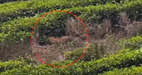 tiger