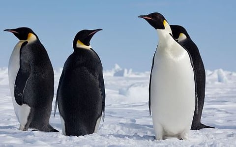 Penguin