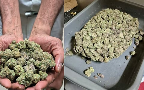 Hybrid cannabis seized