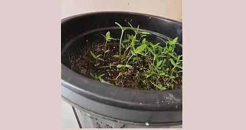 cannabis plant seized