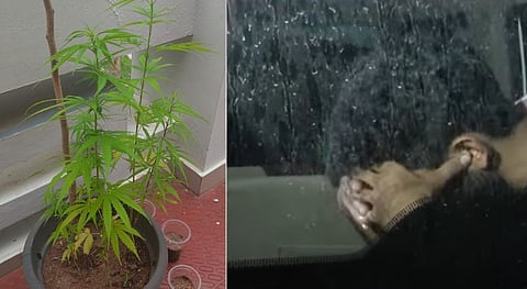 cannabis plant seized