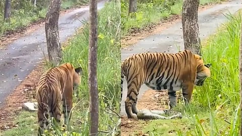 Tiger