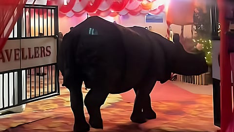 Rhino