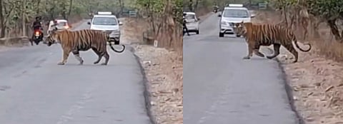 ശാന്തനായി റോഡ് മുറിച്ചു കടന്ന് കടുവ; ശ്വാസമടക്കി നിന്ന് വഴിയാത്രികർ... ഹൃദയഹാരിയായ ദൃശ്യങ്ങൾ കാണാം... വീഡിയോ | Tiger 