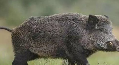 Wild boars were found dead in Malappuram 