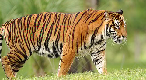 tiger attack