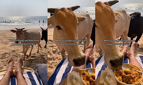 Cow 