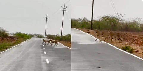 Leopards 