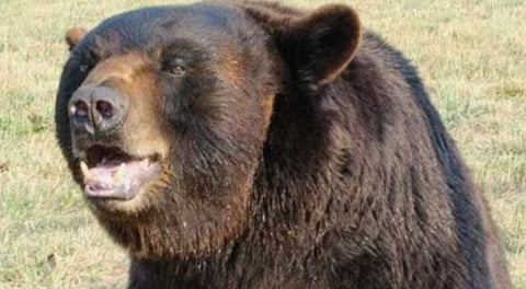 Two forest department employees injured after running into a bear while chasing away a wild elephant