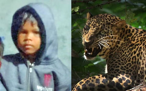 tiger attack
